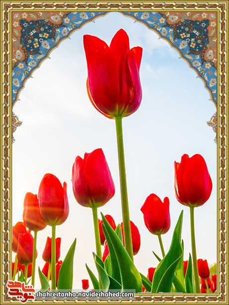 پدر شهید پدر شهید